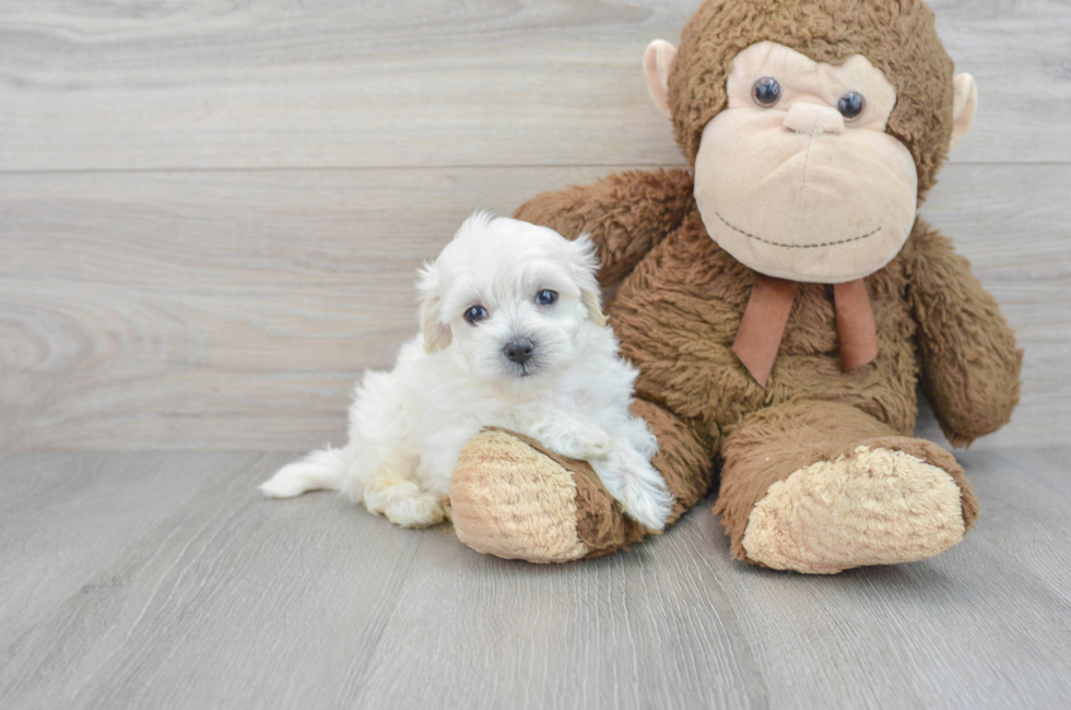 9 week old Poochon Puppy For Sale - Florida Fur Babies