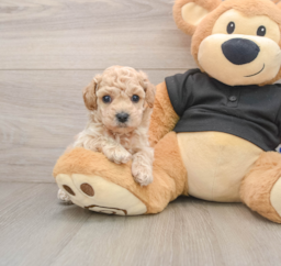 7 week old Poochon Puppy For Sale - Florida Fur Babies