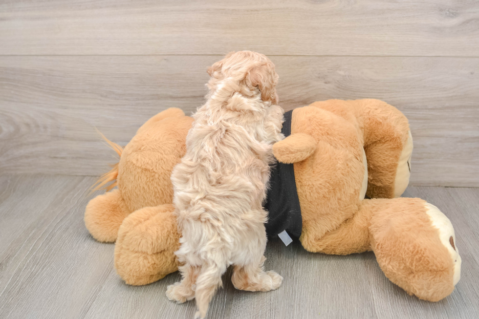 Poochon Puppy for Adoption