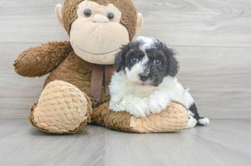 7 week old Poochon Puppy For Sale - Florida Fur Babies