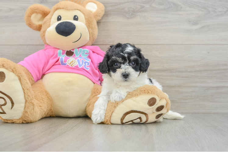 Best Poochon Baby