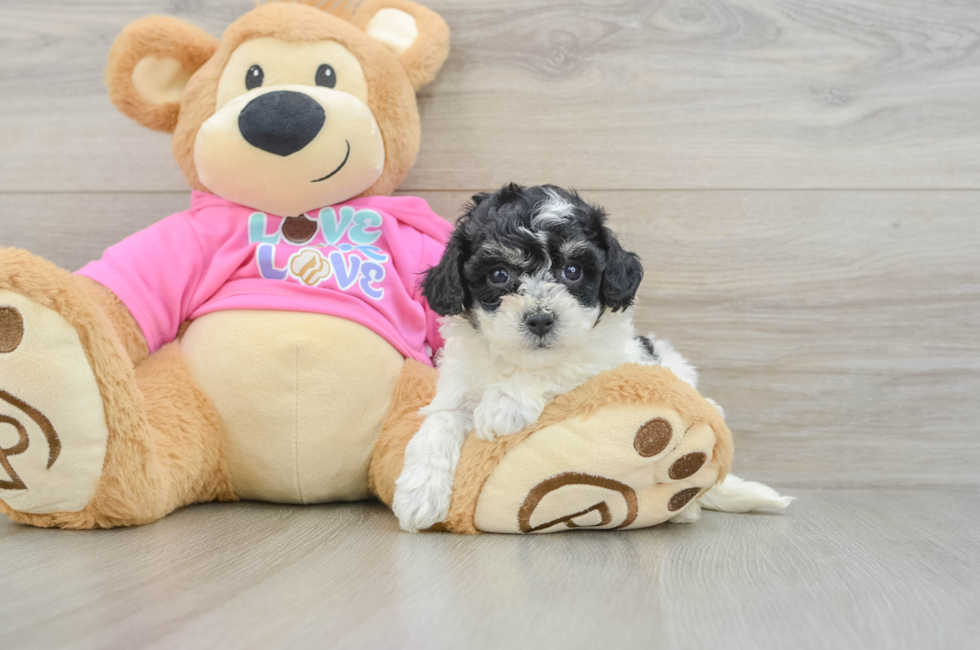 5 week old Poochon Puppy For Sale - Florida Fur Babies