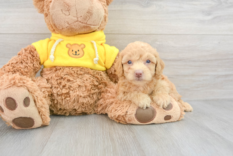Poochon Puppy for Adoption
