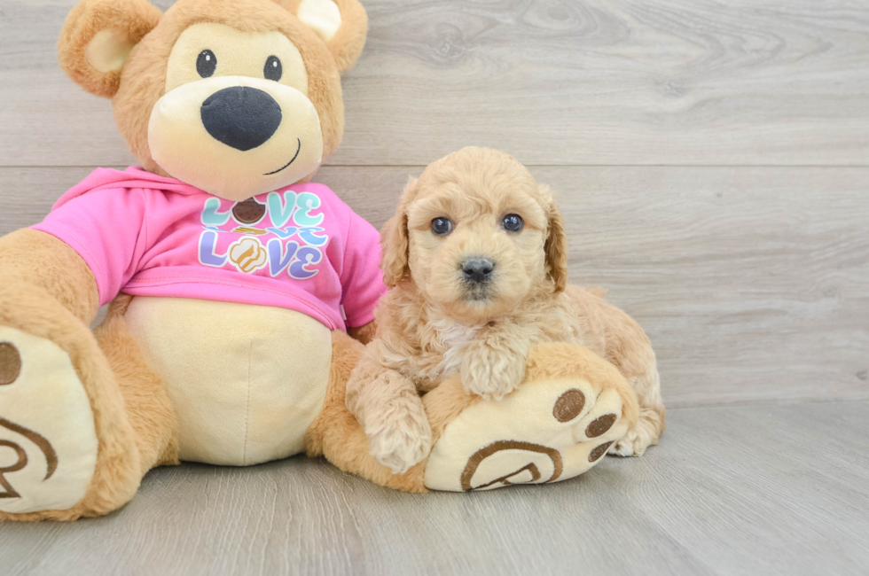 6 week old Poochon Puppy For Sale - Florida Fur Babies