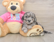 8 week old Poochon Puppy For Sale - Florida Fur Babies