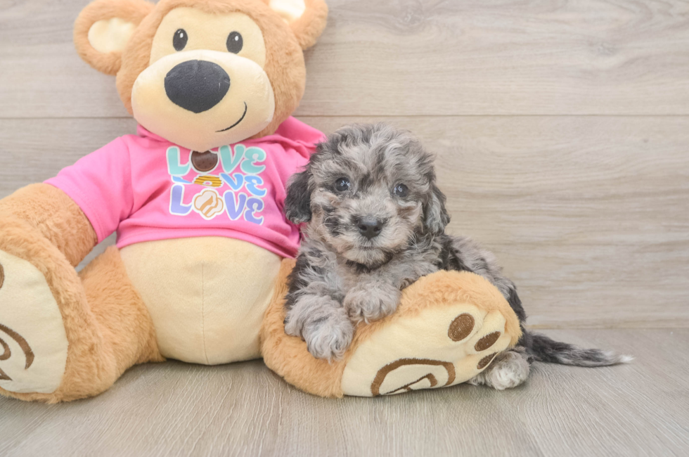 6 week old Poochon Puppy For Sale - Florida Fur Babies