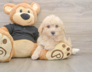 6 week old Poochon Puppy For Sale - Florida Fur Babies