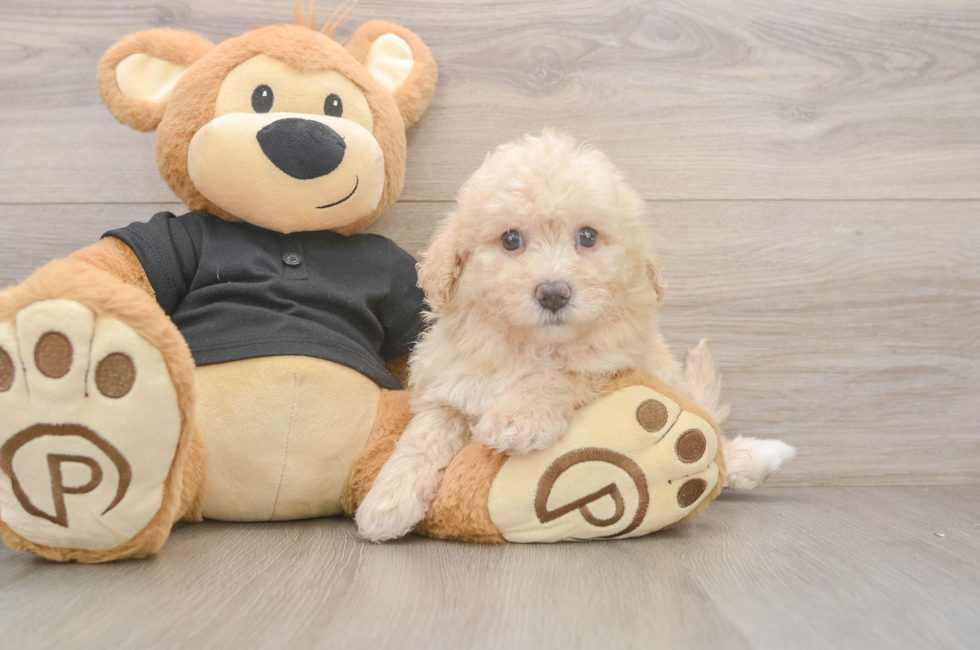 5 week old Poochon Puppy For Sale - Florida Fur Babies