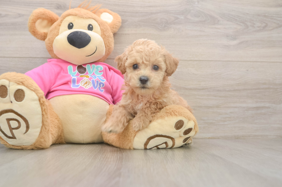 5 week old Poochon Puppy For Sale - Florida Fur Babies