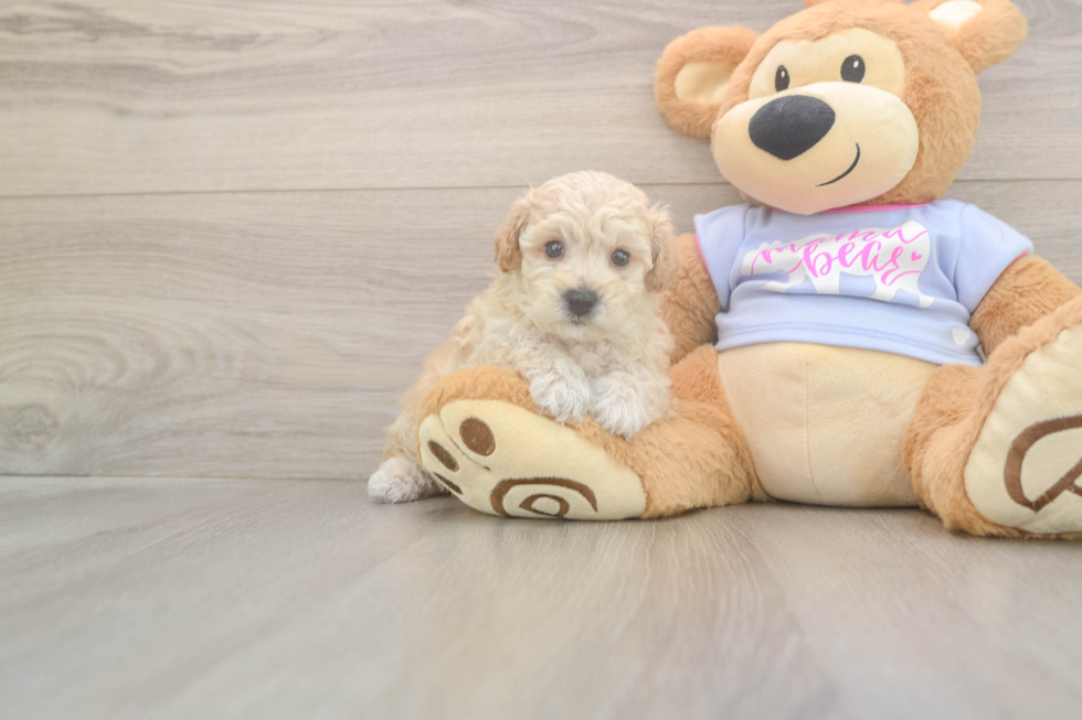 Meet Flynn - our Poochon Puppy Photo  2/3 - Florida Fur Babies Best Poochon Baby