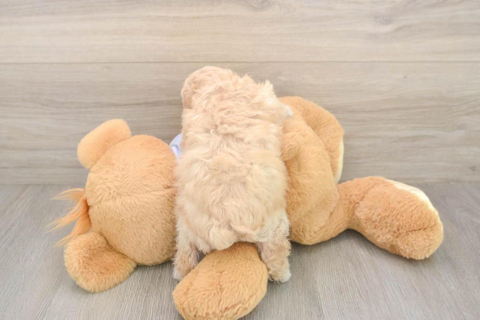 Meet Flynn - our Poochon Puppy Photo  3/3 - Florida Fur Babies Hypoallergenic Bichpoo Poodle Mix Puppy