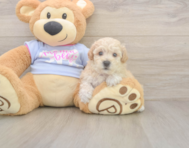 7 week old Poochon Puppy For Sale - Florida Fur Babies