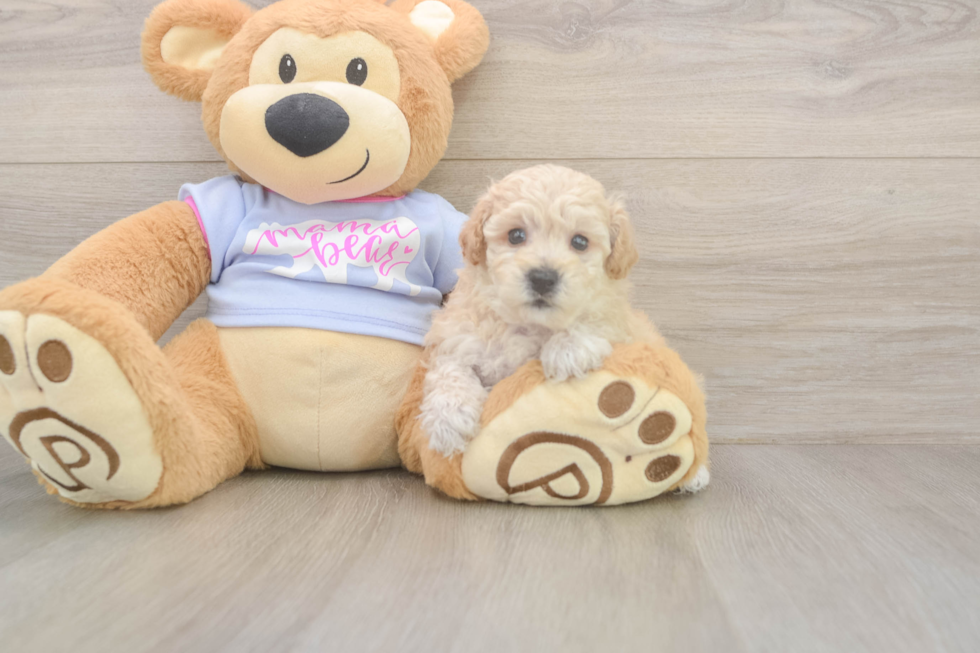 Meet Flynn - our Poochon Puppy Photo  1/3 - Florida Fur Babies Best Poochon Baby