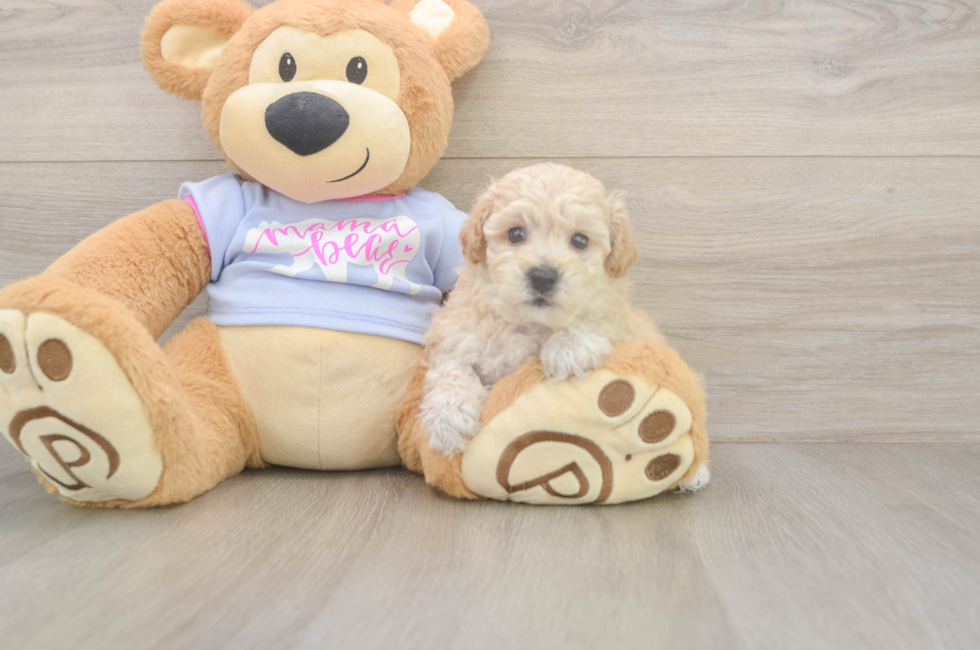 5 week old Poochon Puppy For Sale - Florida Fur Babies