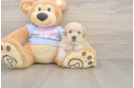 Meet Flynn - our Poochon Puppy Photo  1/3 - Florida Fur Babies Best Poochon Baby