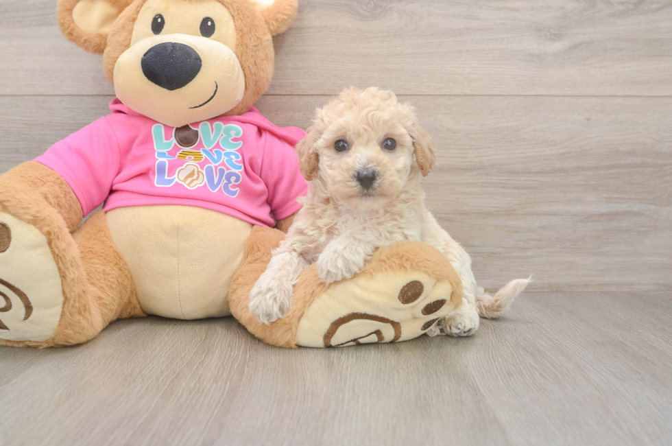 5 week old Poochon Puppy For Sale - Florida Fur Babies