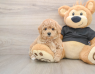 5 week old Poochon Puppy For Sale - Florida Fur Babies