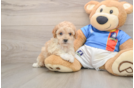 Adorable Bichpoo Poodle Mix Puppy