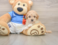 6 week old Poochon Puppy For Sale - Florida Fur Babies