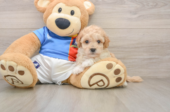 Poochon Pup Being Cute