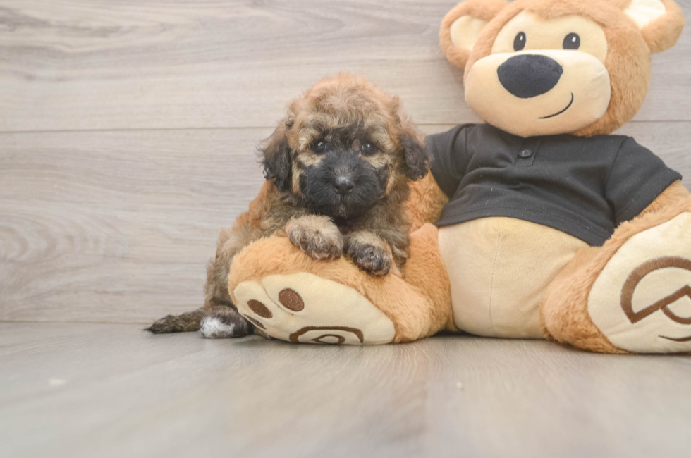 5 week old Poochon Puppy For Sale - Florida Fur Babies