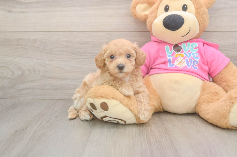 5 week old Poochon Puppy For Sale - Florida Fur Babies