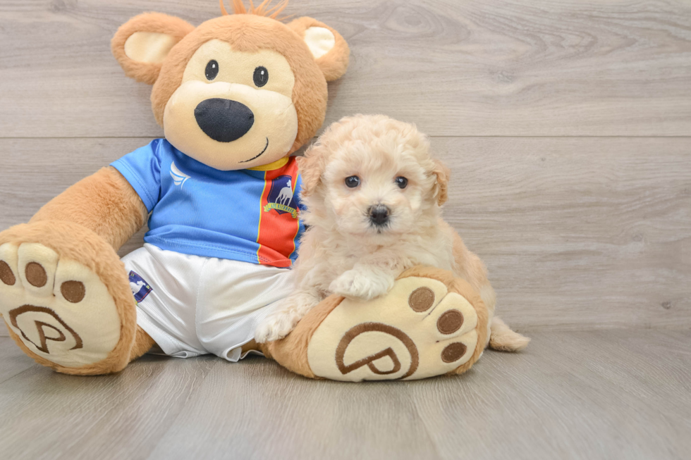 Hypoallergenic Bichpoo Poodle Mix Puppy