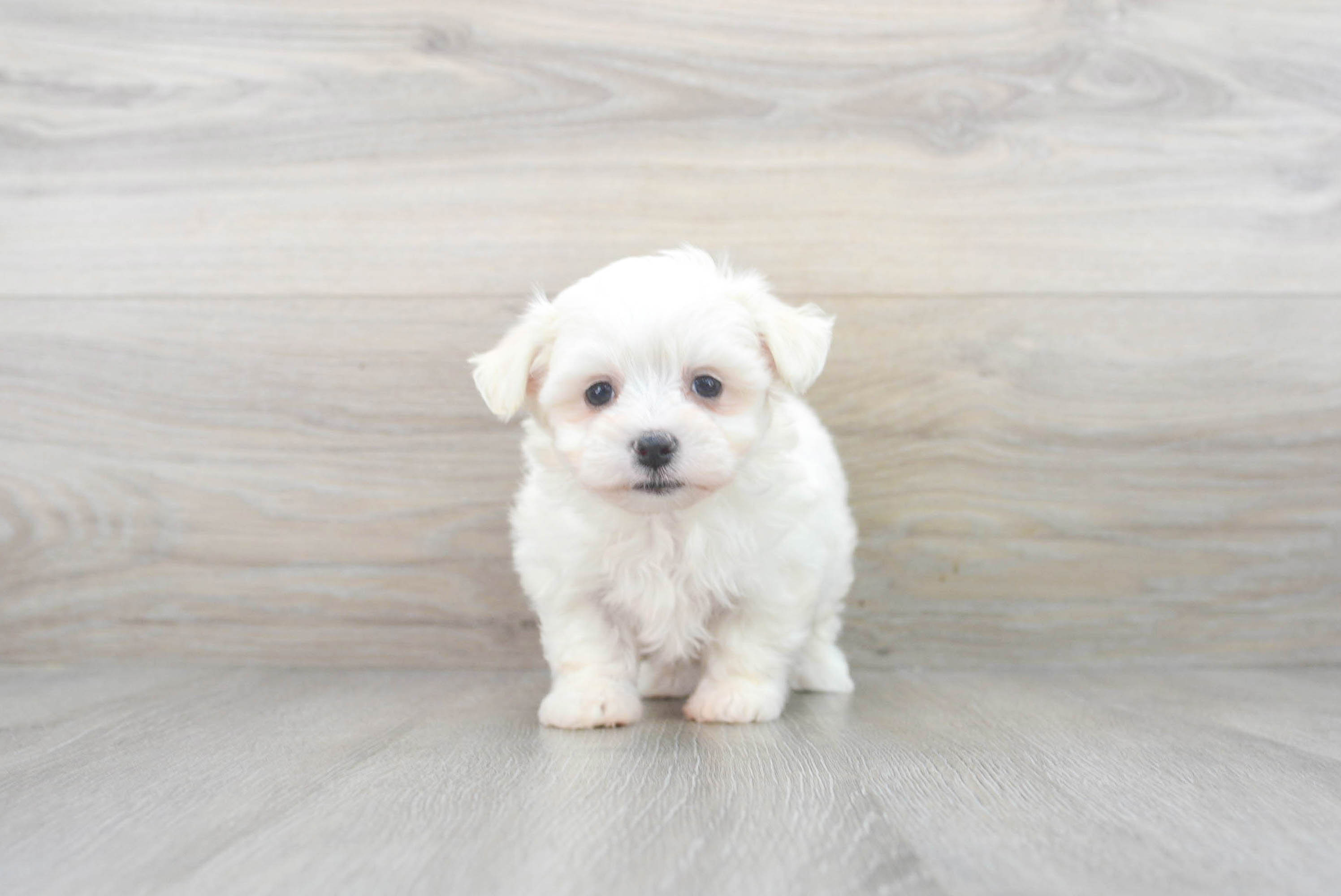 Best Poochon Baby