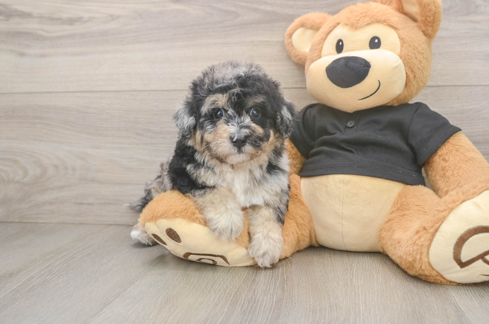 5 week old Poochon Puppy For Sale - Florida Fur Babies