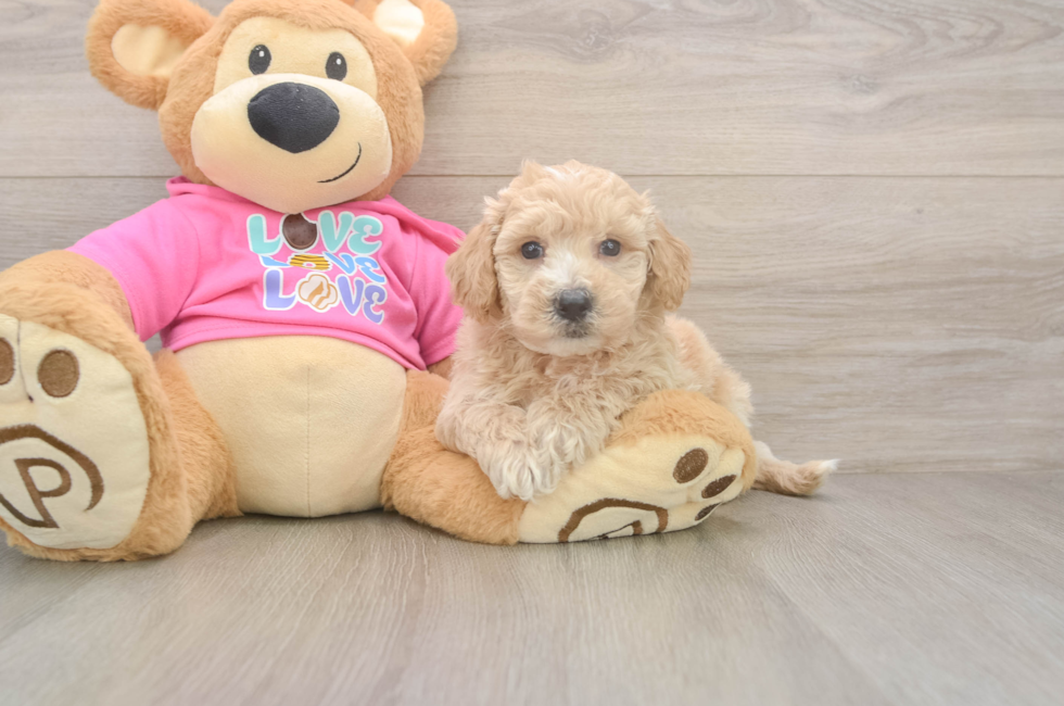 5 week old Poochon Puppy For Sale - Florida Fur Babies