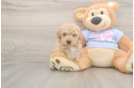 Meet Franklin - our Poochon Puppy Photo  2/3 - Florida Fur Babies Smart Poochon Poodle Mix Pup