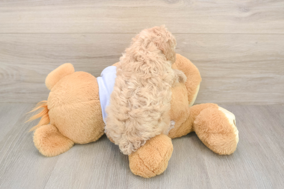 Meet Franklin - our Poochon Puppy Photo  3/3 - Florida Fur Babies Little Bichpoo Poodle Mix Puppy