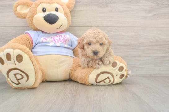 5 week old Poochon Puppy For Sale - Florida Fur Babies Fluffy Poochon Poodle Mix Pup