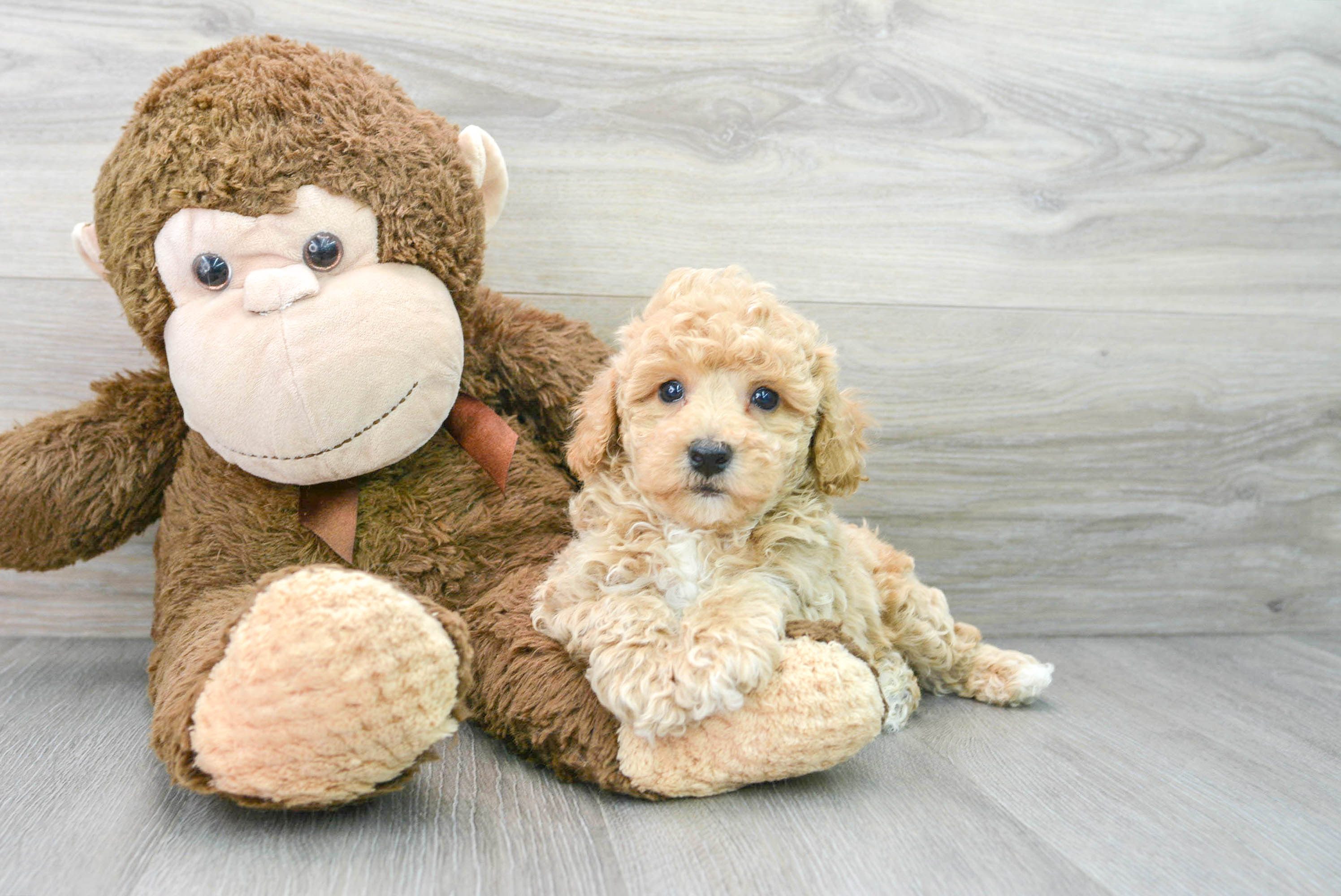 Poochon Puppy for Adoption