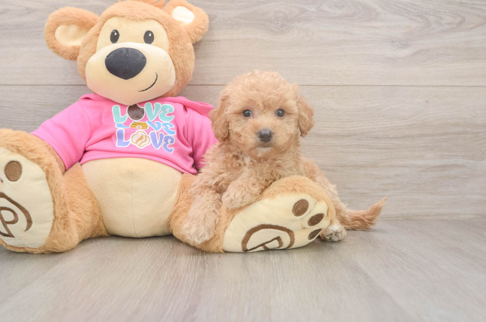 5 week old Poochon Puppy For Sale - Florida Fur Babies