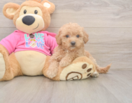8 week old Poochon Puppy For Sale - Florida Fur Babies 8 week old Poochon Puppy For Sale - Florida Fur Babies