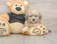 6 week old Poochon Puppy For Sale - Florida Fur Babies