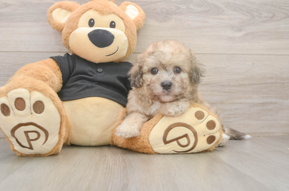 5 week old Poochon Puppy For Sale - Florida Fur Babies