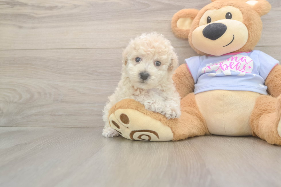 Meet Fry - our Poochon Puppy Photo  2/3 - Florida Fur Babies Cute Poochon Baby