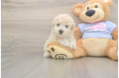 Meet Fry - our Poochon Puppy Photo  2/3 - Florida Fur Babies Cute Poochon Baby