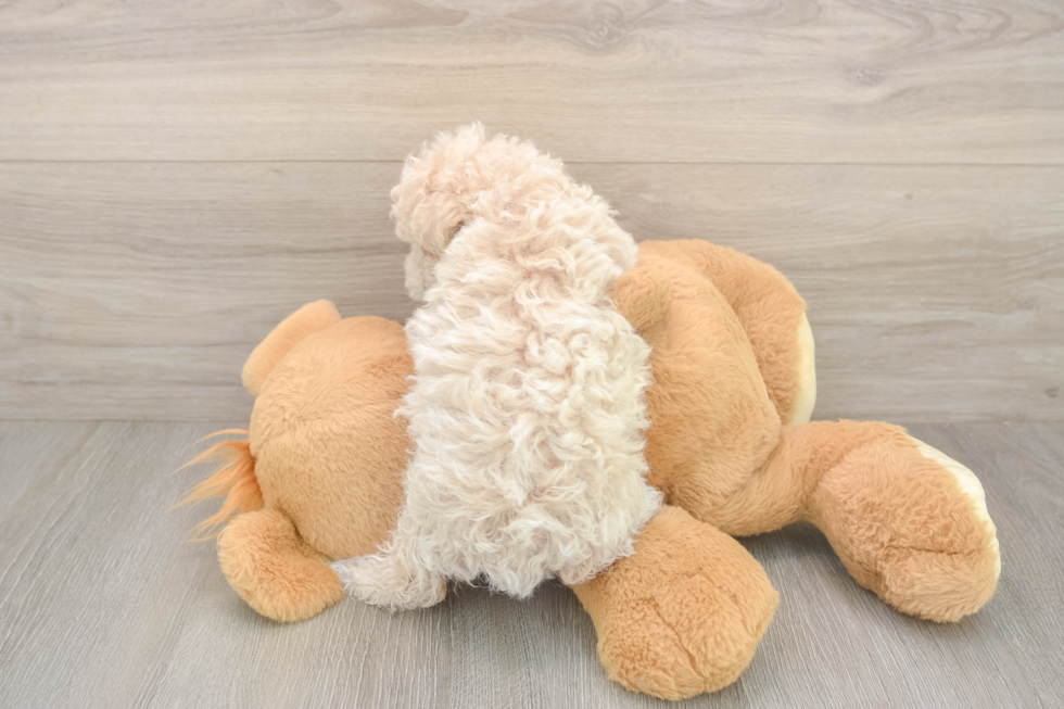 Meet Fry - our Poochon Puppy Photo  3/3 - Florida Fur Babies Sweet Poochon Baby