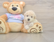 8 week old Poochon Puppy For Sale - Florida Fur Babies
