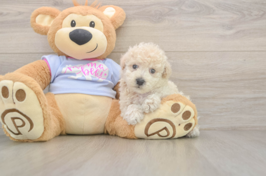5 week old Poochon Puppy For Sale - Florida Fur Babies Poochon Pup Being Cute