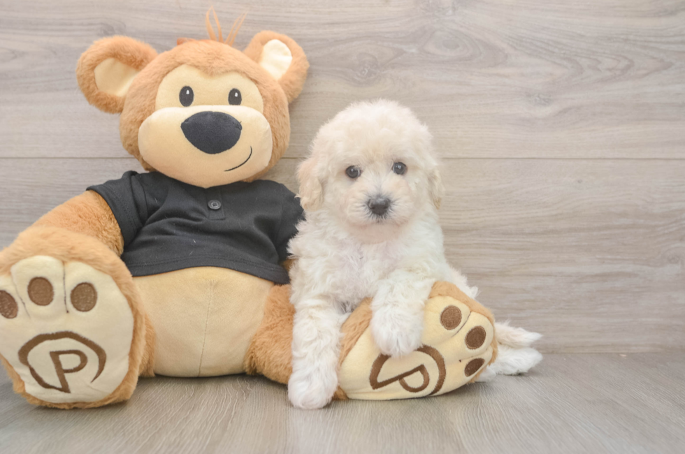 5 week old Poochon Puppy For Sale - Florida Fur Babies