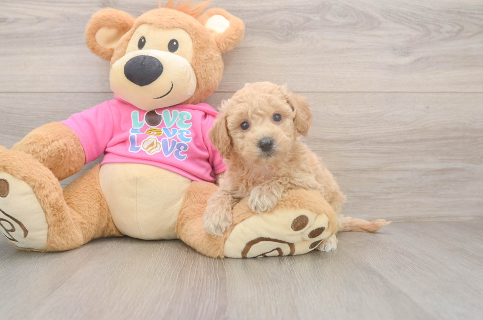 5 week old Poochon Puppy For Sale - Florida Fur Babies