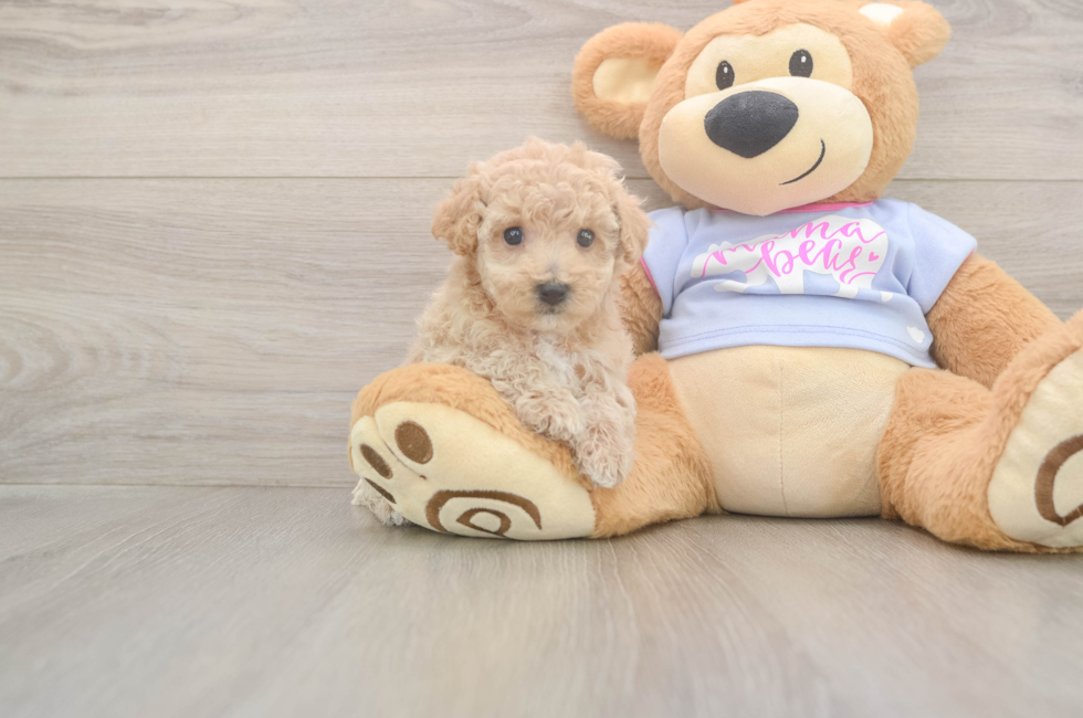 5 week old Poochon Puppy For Sale - Florida Fur Babies