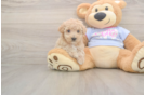 Meet Funyun - our Poochon Puppy Photo  1/3 - Florida Fur Babies Best Poochon Baby