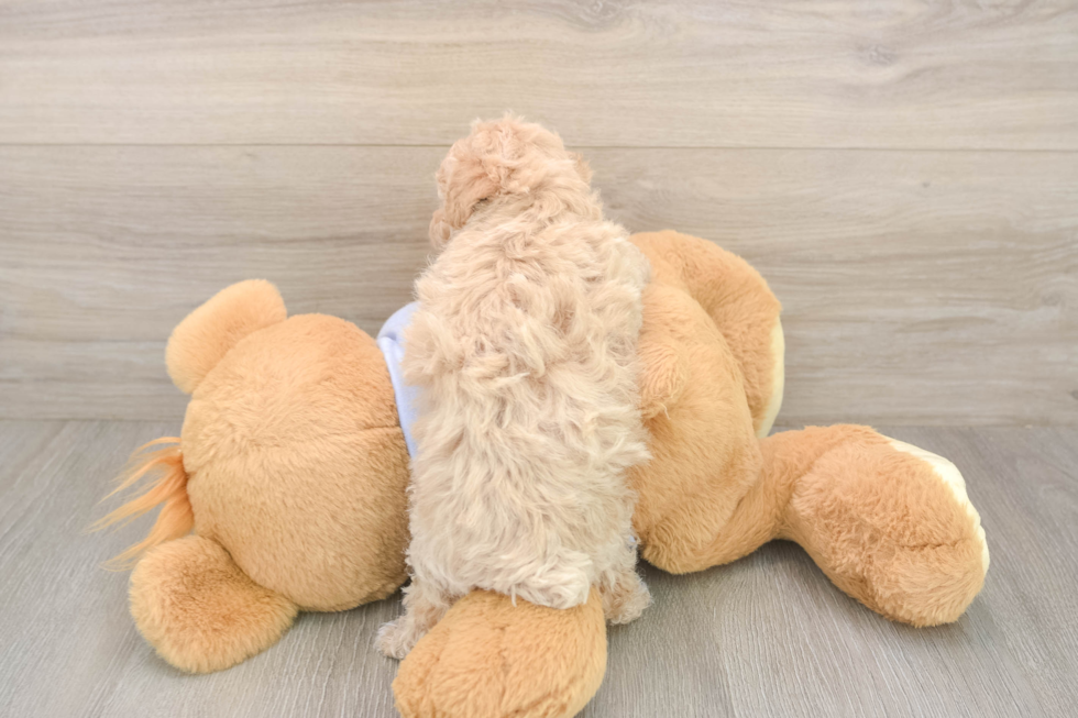 Meet Funyun - our Poochon Puppy Photo  3/3 - Florida Fur Babies Poochon Puppy for Adoption