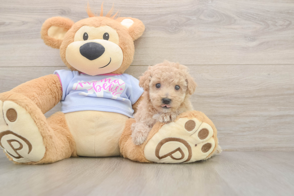 Meet Funyun - our Poochon Puppy Photo  2/3 - Florida Fur Babies Hypoallergenic Bichpoo Poodle Mix Puppy