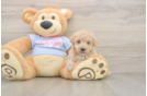 Meet Funyun - our Poochon Puppy Photo  2/3 - Florida Fur Babies Hypoallergenic Bichpoo Poodle Mix Puppy
